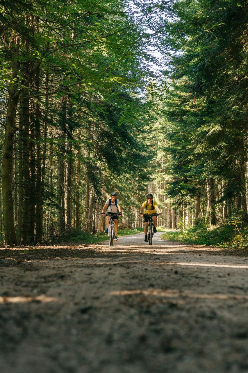 Au coeur de la forêt