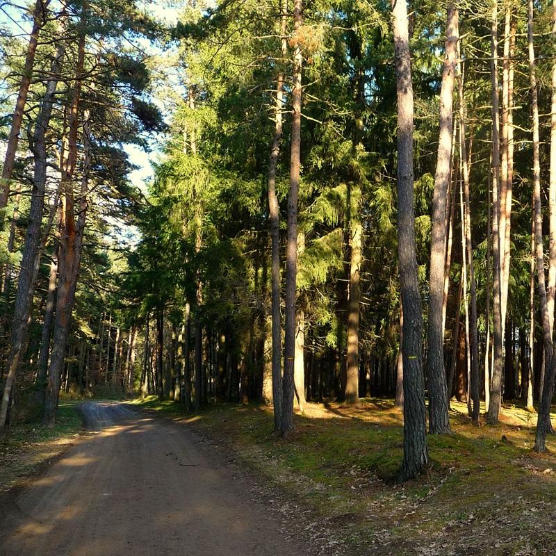Dans la forêt de Beauzac