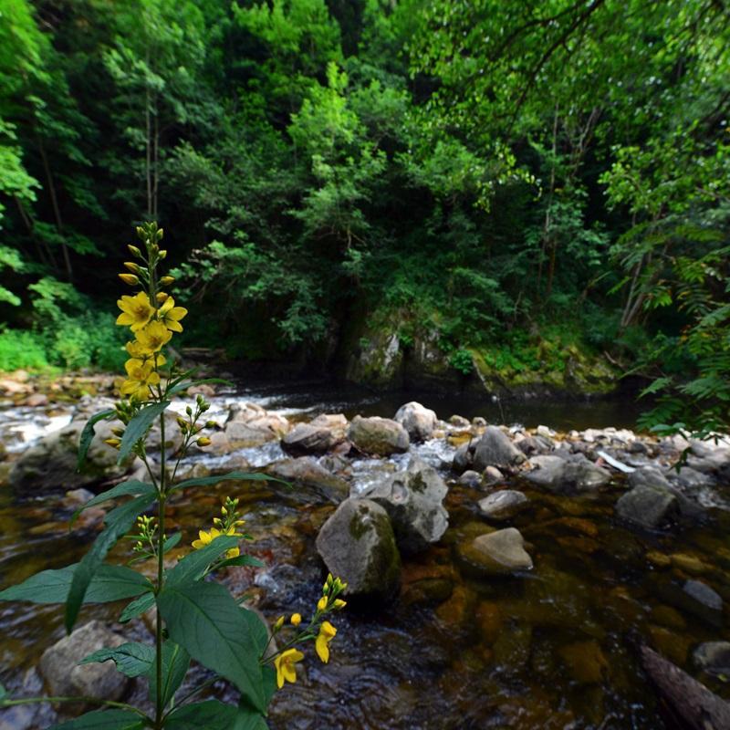Les Gorges de la Dunière