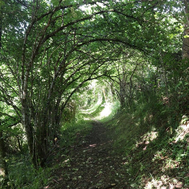 Au coeur de la forêt