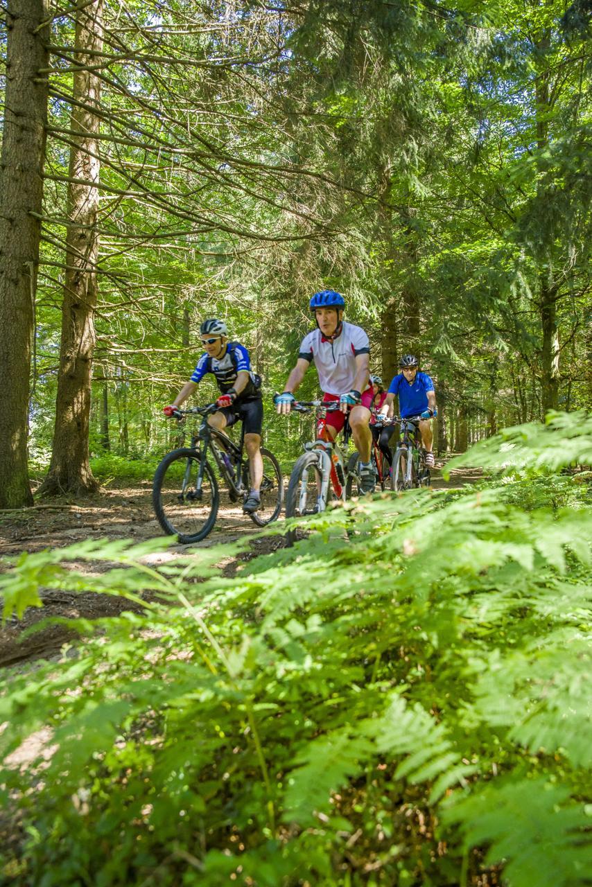 Explorer les sentiers boisés