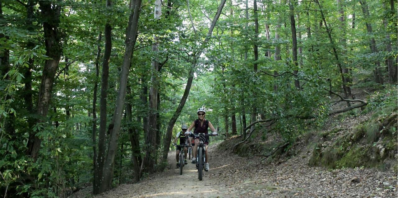 Au coeur de la forêt