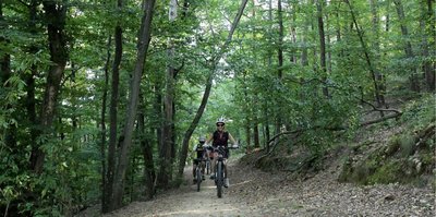 Au coeur de la forêt