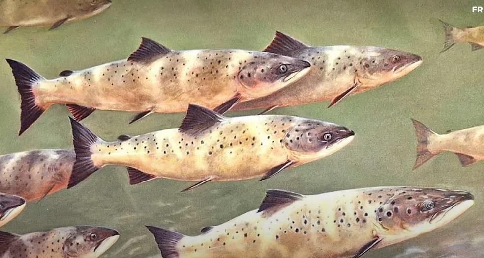 Saumon de l'Allier