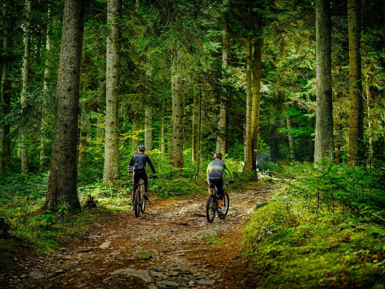 Au coeur de la forêt