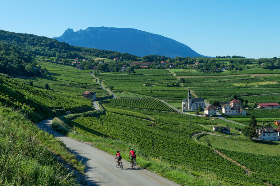 Passage dans les vignobles de Jongieux